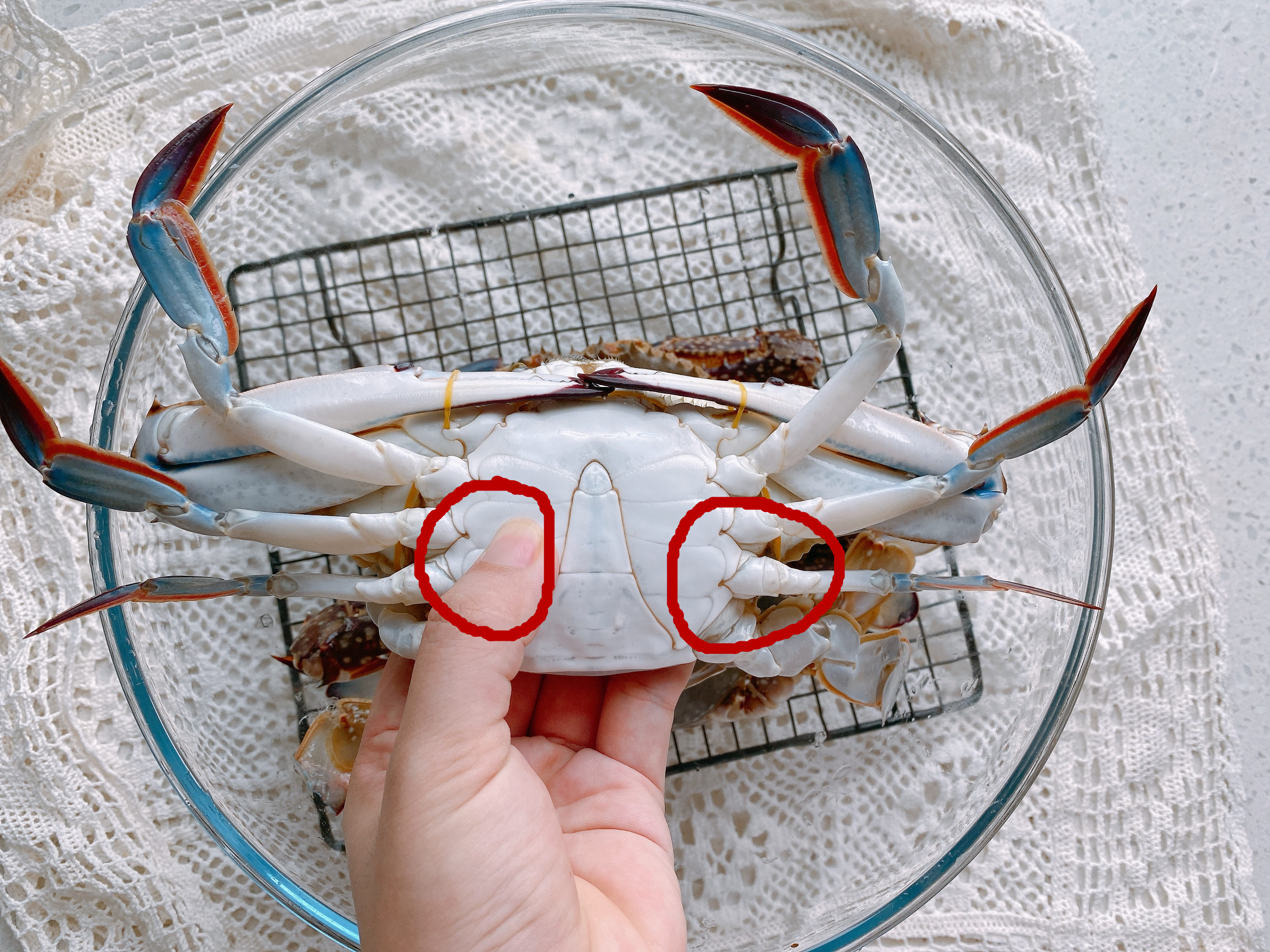 怎么挑选出好吃的梭子蟹,怎么挑梭子蟹肥美