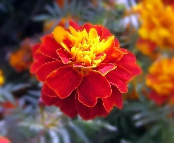 孔雀草叶,孔雀草花色艳丽