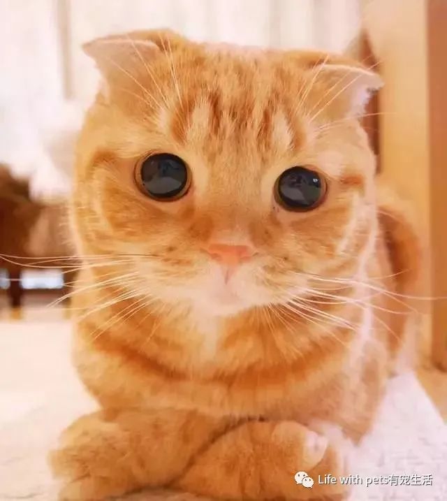 猫咪视力,猫咪的视力是什么样的