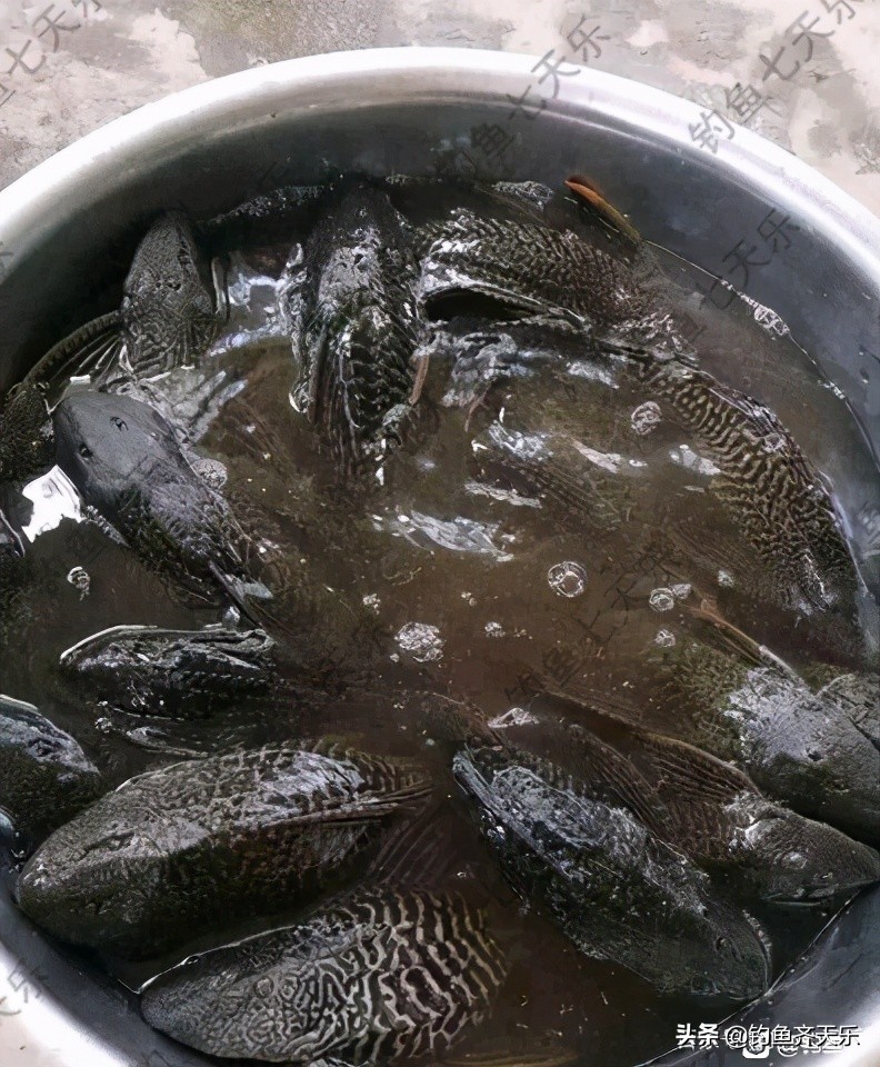 九龙水库钓鱼事件死亡,清道夫鱼在两广泛滥成灾