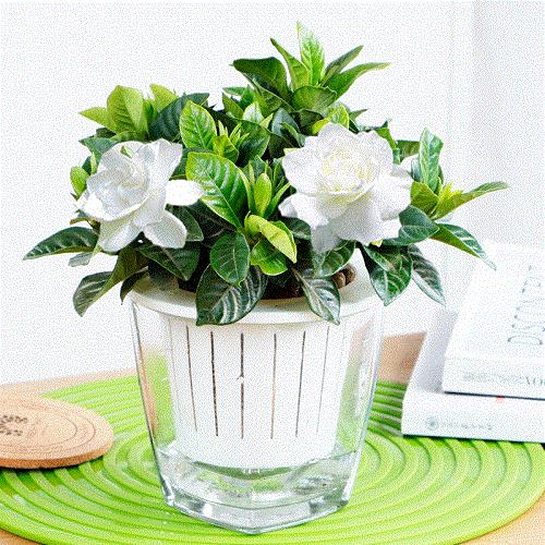 养花小妙招花黄叶怎么补救最快,花黄叶怎么补救最快