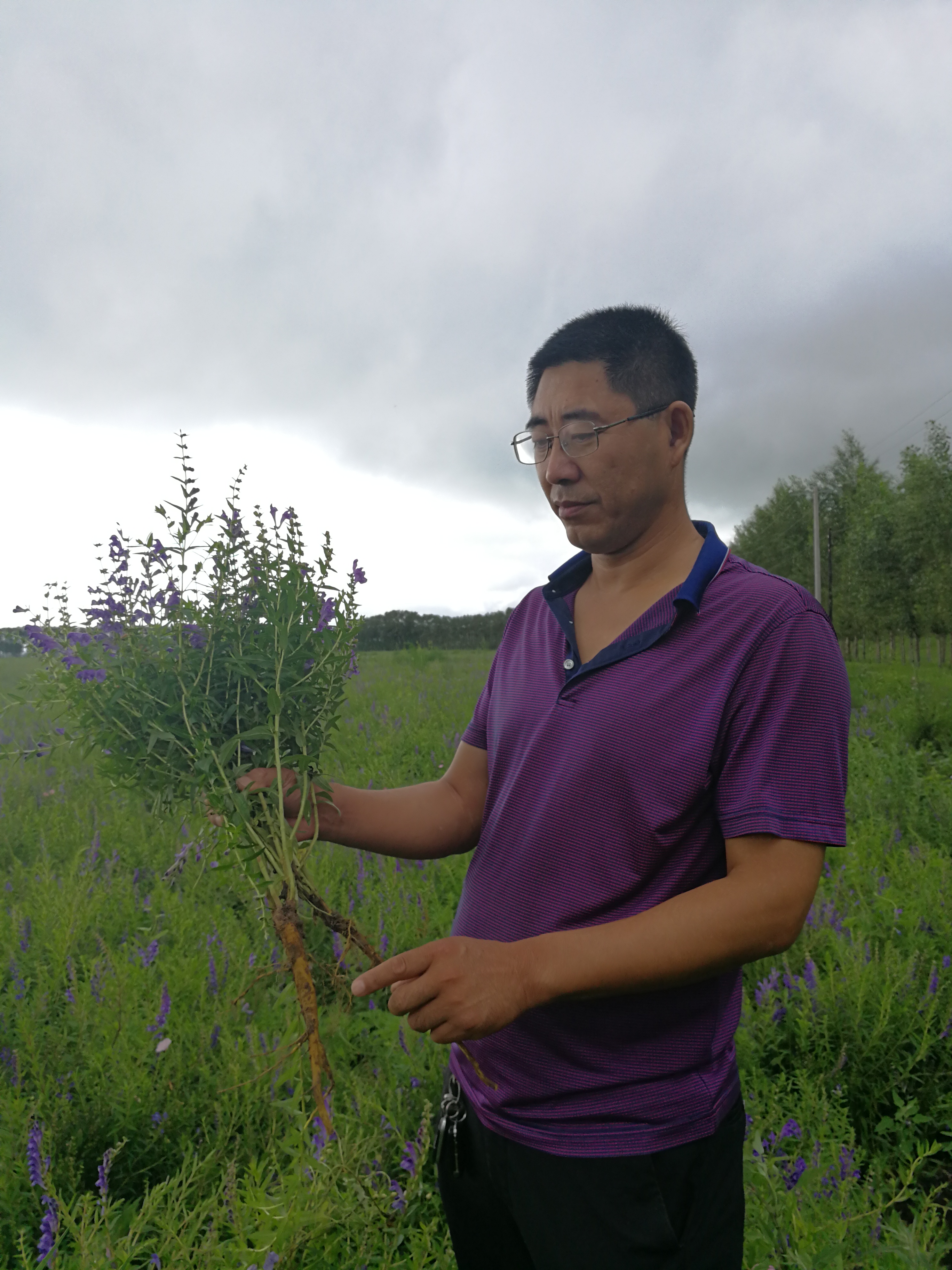 黄芩的中药传说,黄芩种植与效益