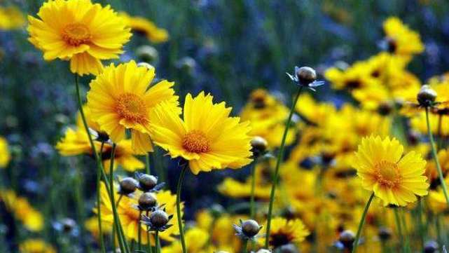 十二星座巨蟹和天蝎兄弟情,天蝎男在十二星座里的排名