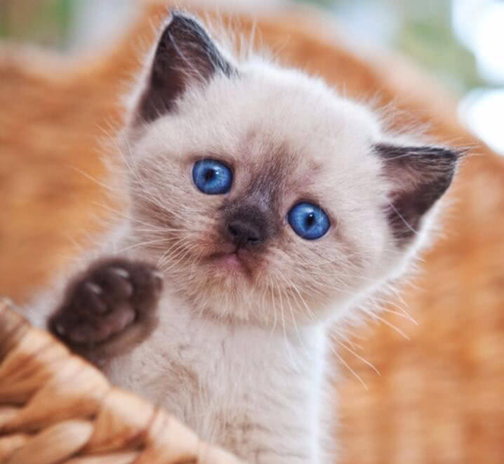 猫咪眼睛分泌物多应该怎么处理,猫咪眼睛分泌物怎么解决