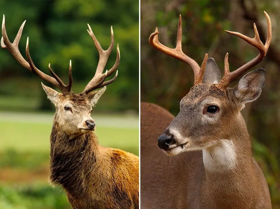圣诞麋鹿拉车儿童画,以麋鹿为主题的儿童画
