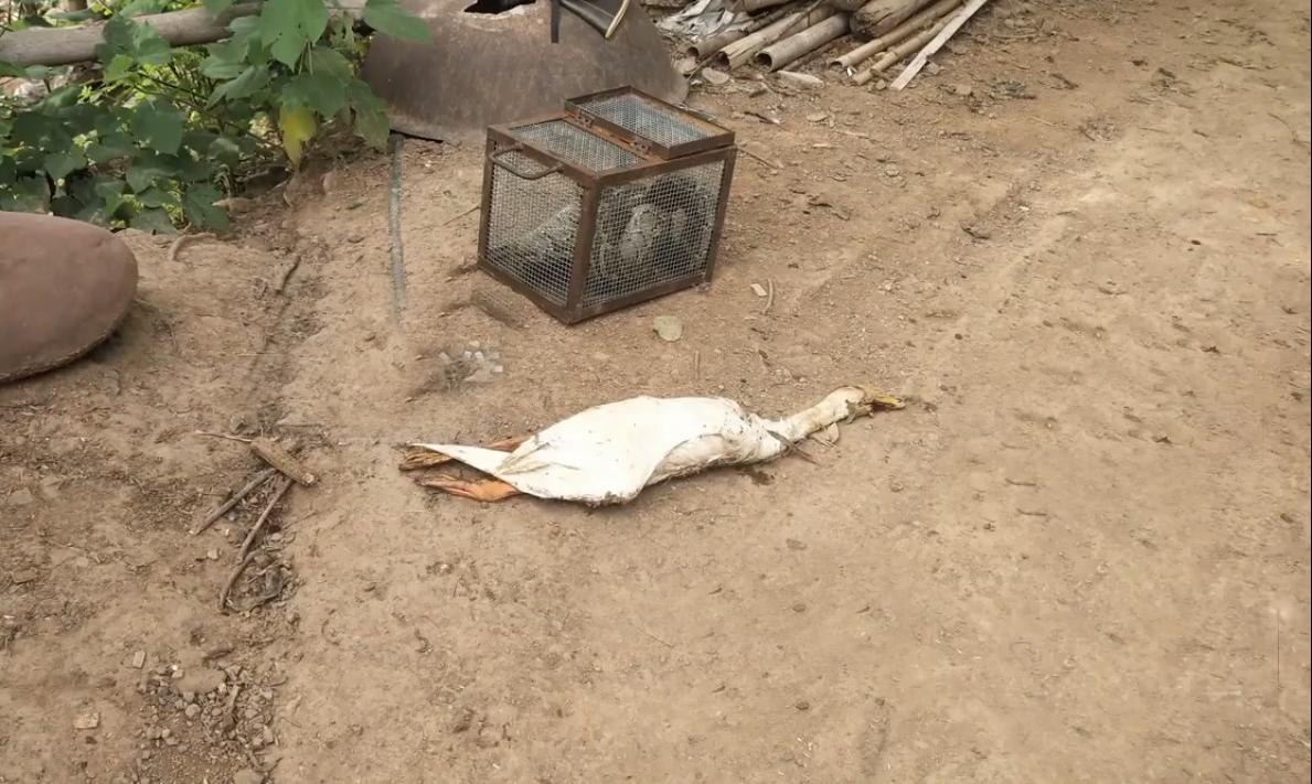 蟒蛇吞到大鹅,蟒蛇吞了一只鹅