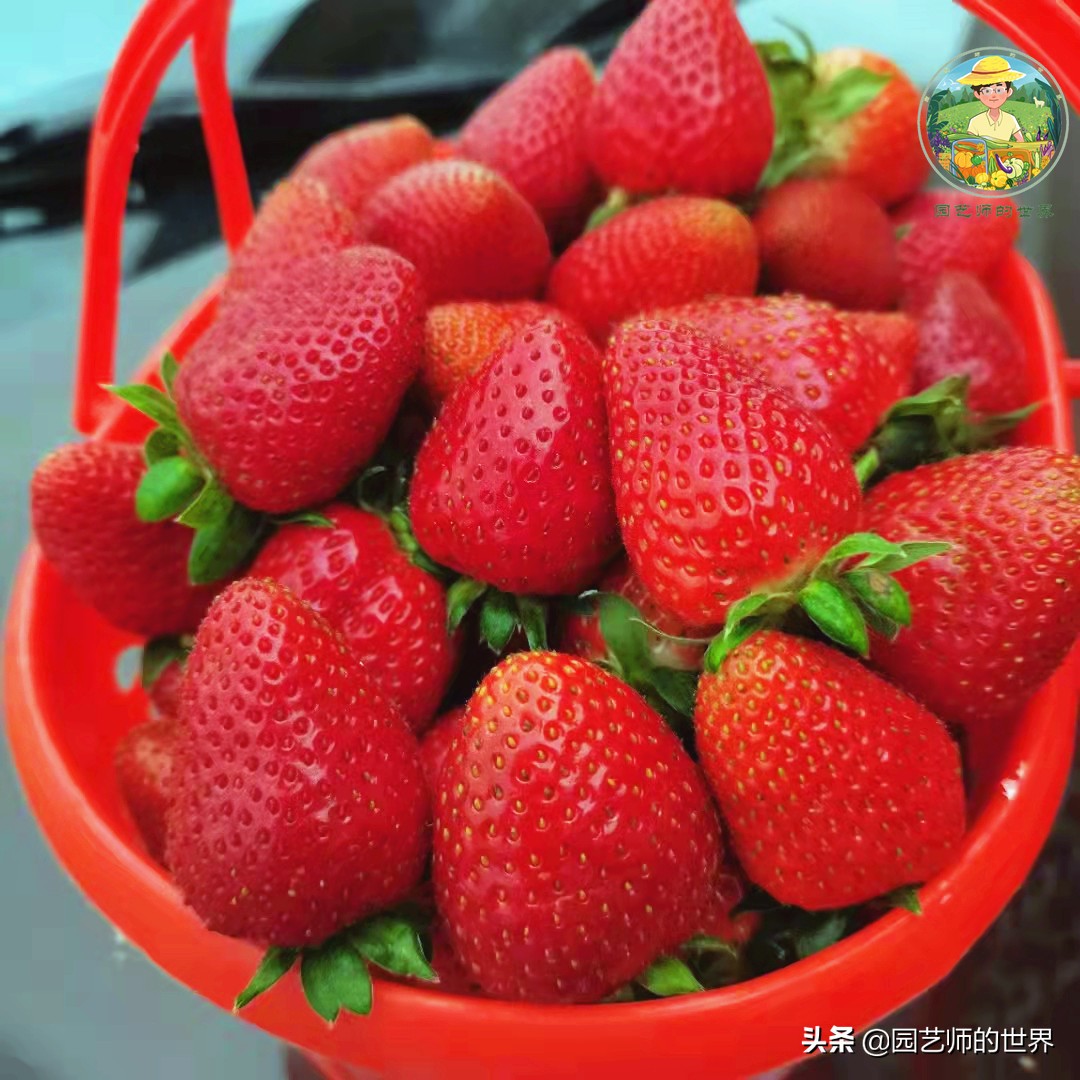 夏季草莓还能开花结果吗,草莓夏季高产