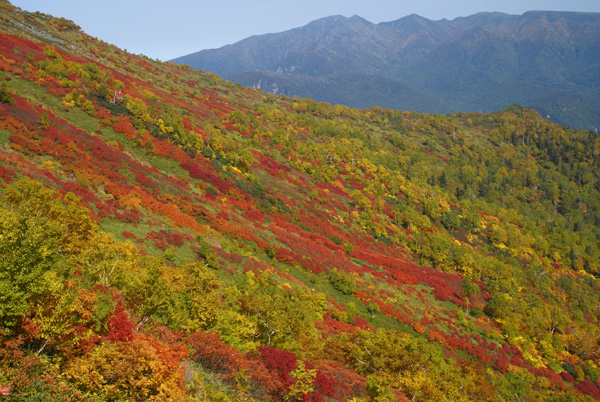 秋景拍摄技巧和方法,秋景拍摄三大忌