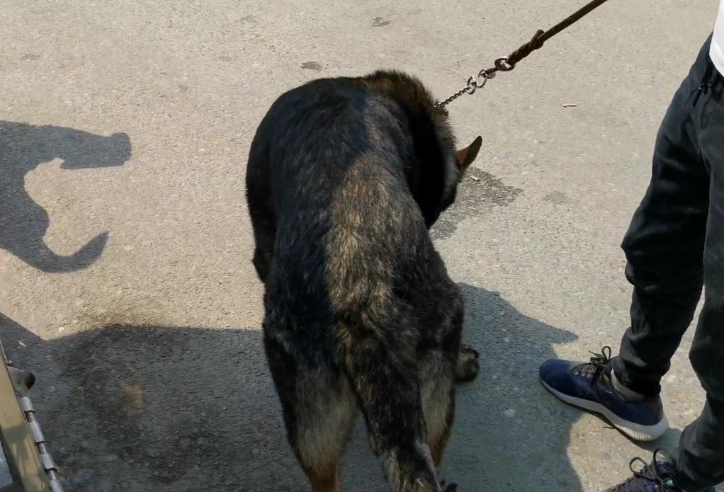 凶狠的东德,黑色的昆明犬和黑色的东德