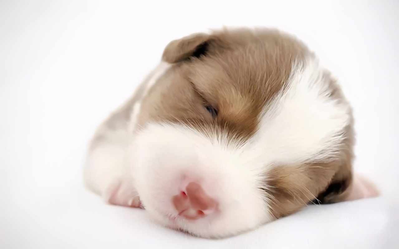 狗狗最近总是发抖是什么原因,狗狗最近经常发抖是什么原因