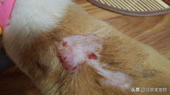 宠物狗意外去世怎么安慰,宠物狗急救方法