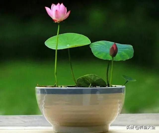 碗莲种植到开花的全过程,碗莲栽种开花过程