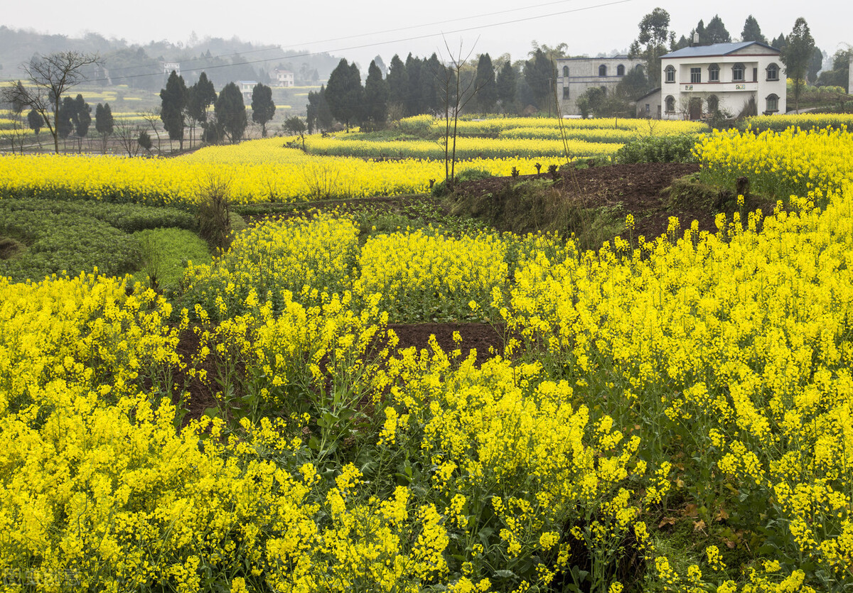 读书｜品韩诗｜新定义：折得东风第一枝；新创作：万紫千红总是春