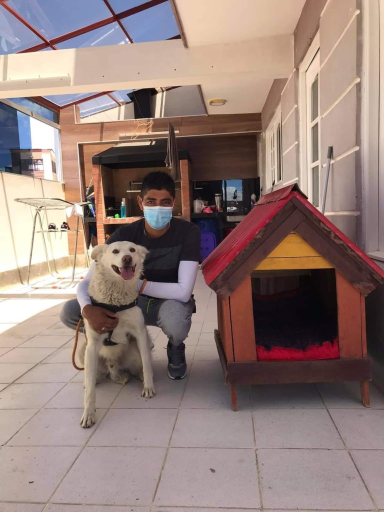 流浪狗干扰足球比赛,流浪狗误入运动会