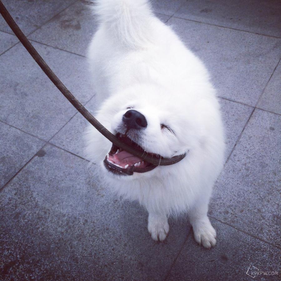 世界上最贵的狗狗排名,世界上最受欢迎的狗狗是什么狗