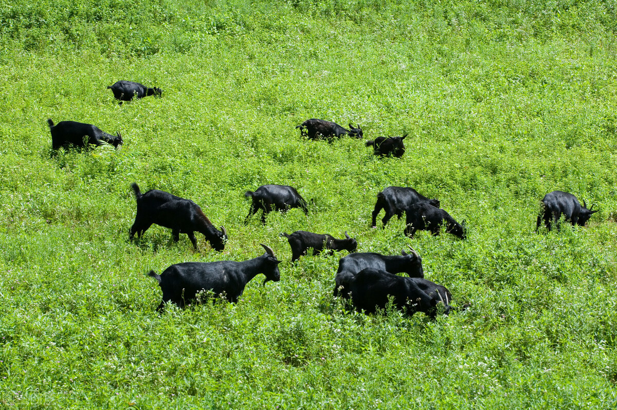 黑山羊出现了顽固性拉稀,采食少,看看如何对症处理