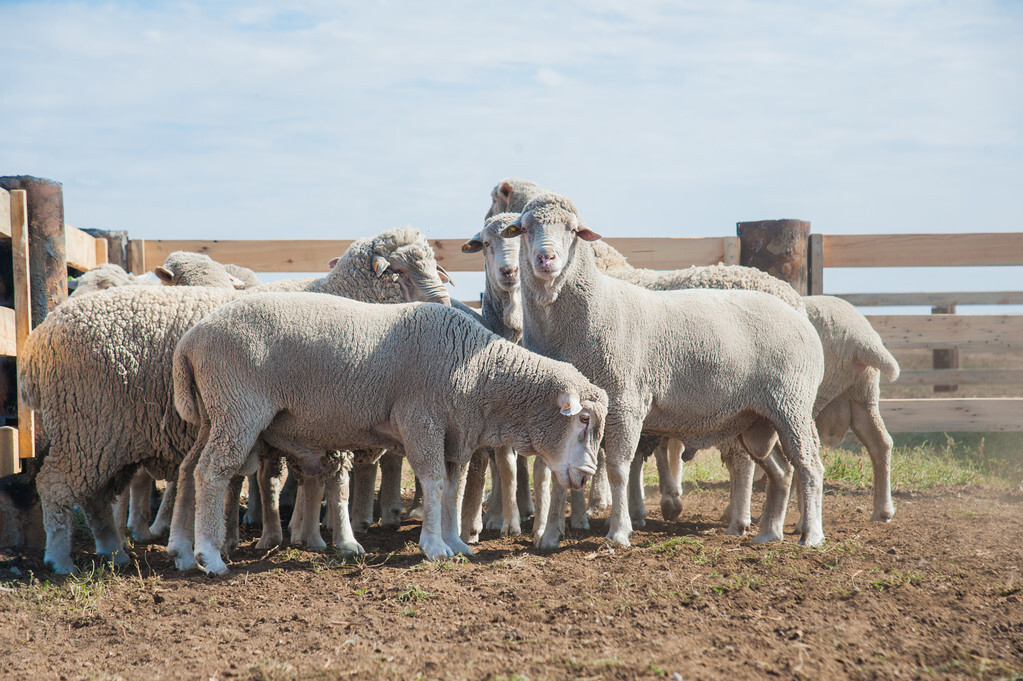 新西兰培育放屁少的羊,新西兰减少羊养殖的原因