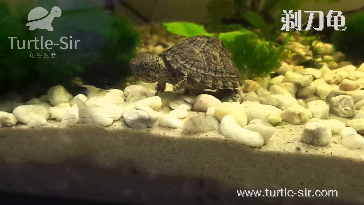 养窄桥蛋龟全过程,生态龟缸养窄桥蛋龟