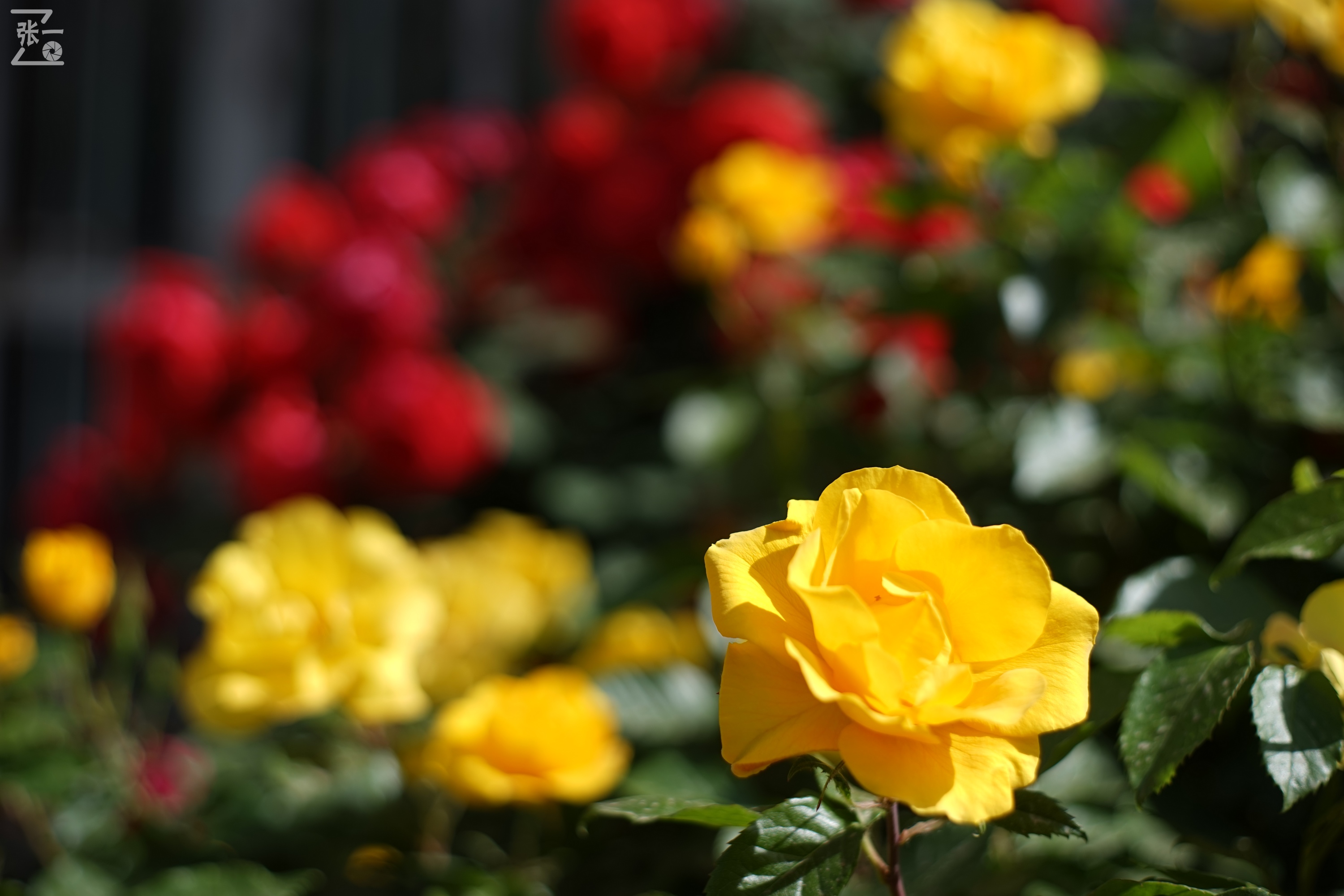 凤凰国产50mm镜头,凤凰索尼e口镜头