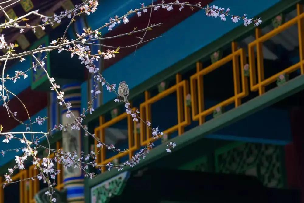 沈阳故宫和张氏帅府博物馆,沈阳张氏帅府博物馆旅游攻略