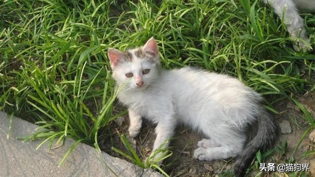 流浪猫被同类欺负怎么办,流浪猫被抓怎么办