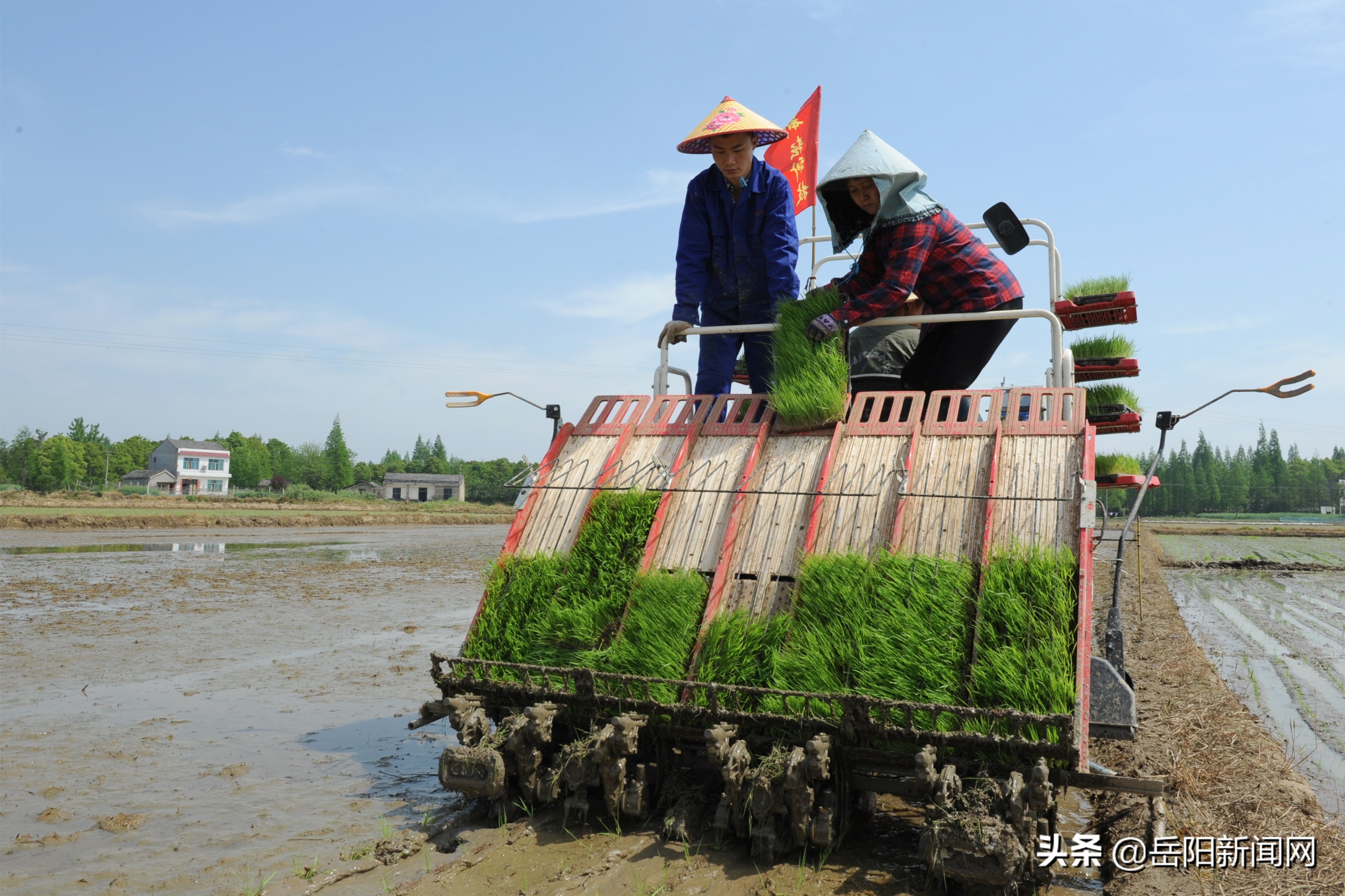 “华容稻”广告语评选揭晓，你的作品入选了没