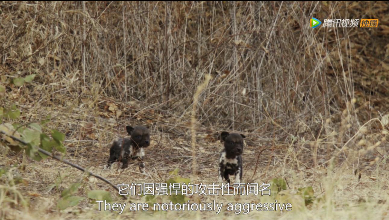 《王朝》详述杂*狼色**女儿居然对母亲六亲不认？