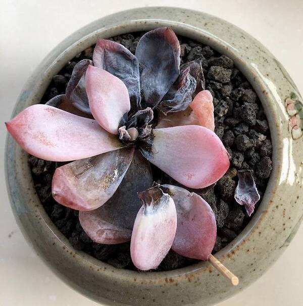 多肉白腐病的克星,多肉黑茎怎么治