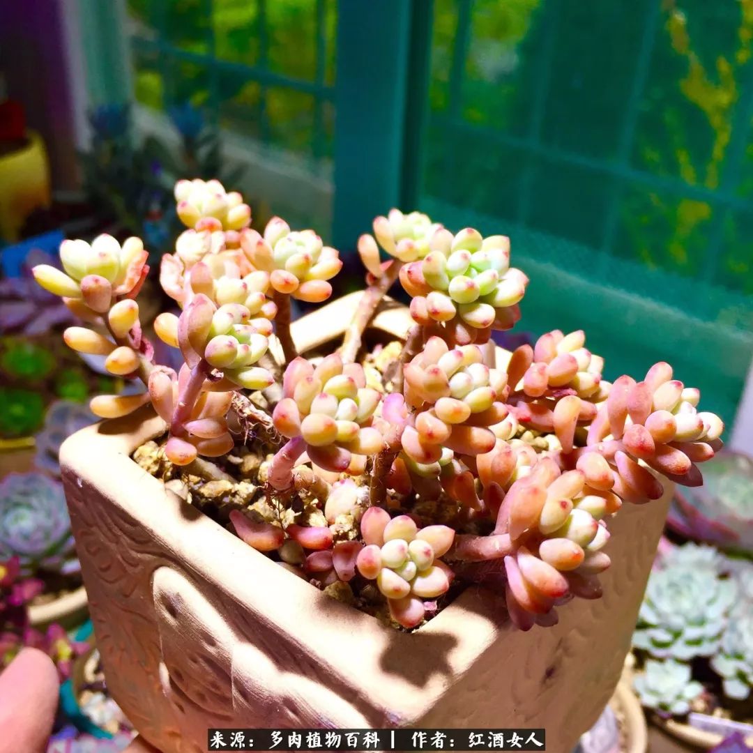 记录走过的美景留下美好的回忆,记录走过的每一段美好时光