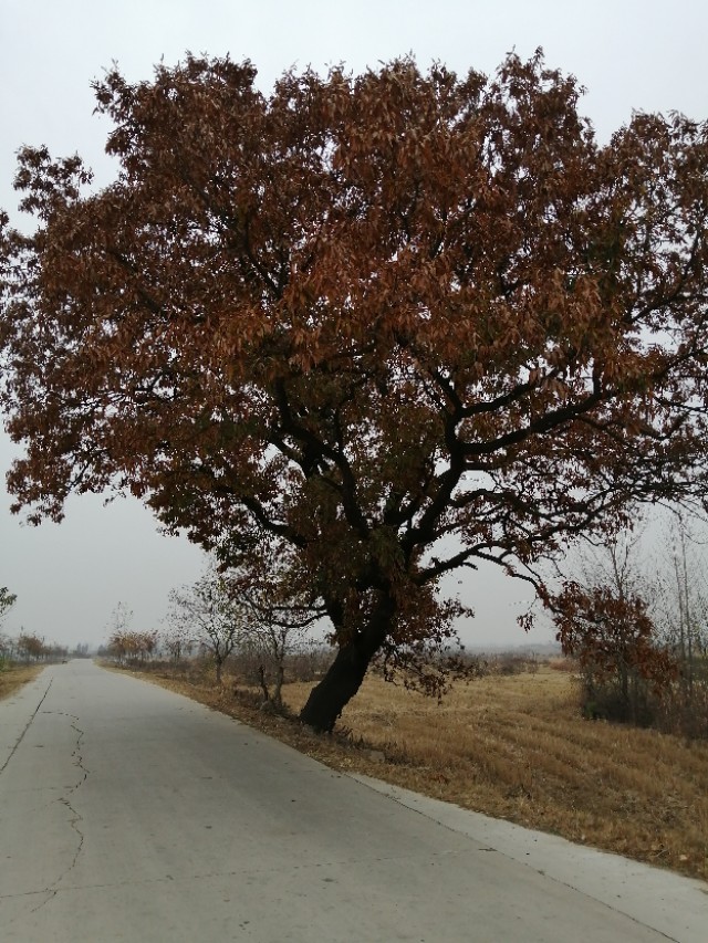 安徽定远藕塘豆腐乳,安徽滁州豆腐乳咋做
