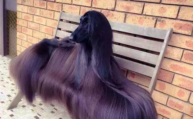 狗狗脱毛起皮屑,狗狗皮屑怎么清除