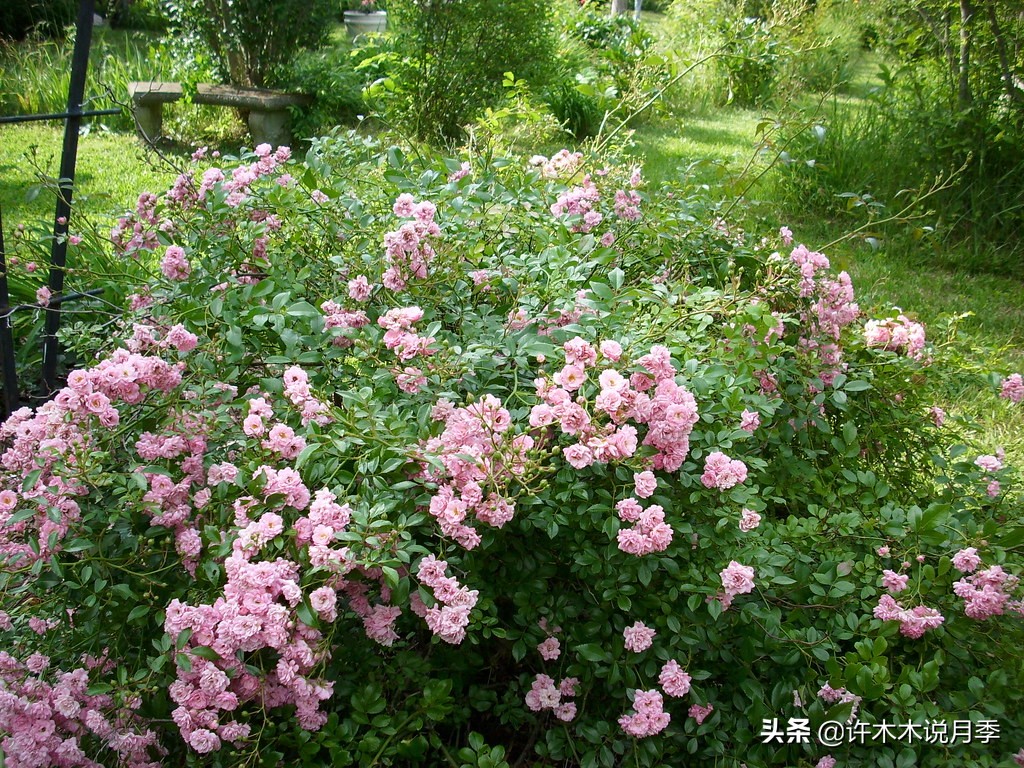 蔷薇月季玫瑰种多久才可以开花,蔷薇和月季开花区别
