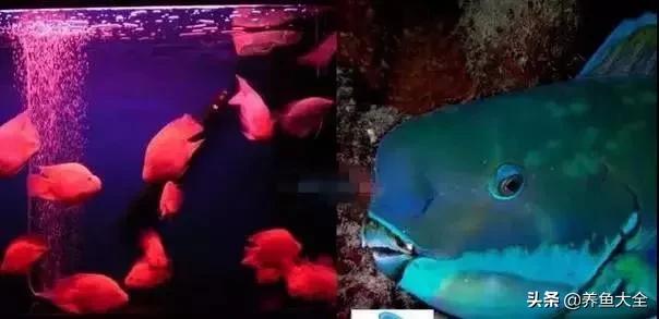 养鱼的硝化系统,养鱼必备硝化菌