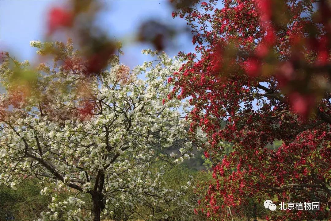 中国科学院植物研究所北京植物园,北京植物园有牡丹花还有什么花