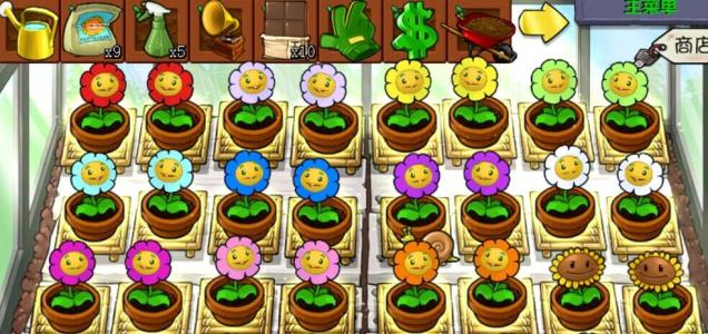 经典金盏花,清新金盏花