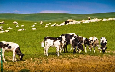 对牧草打什么除草剂不会受影响,对牧草没伤害的除草剂