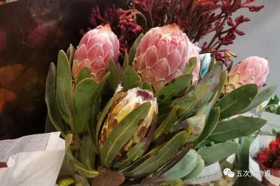 鲜切花都有哪些品牌,花卉市场买的月季不知道品种