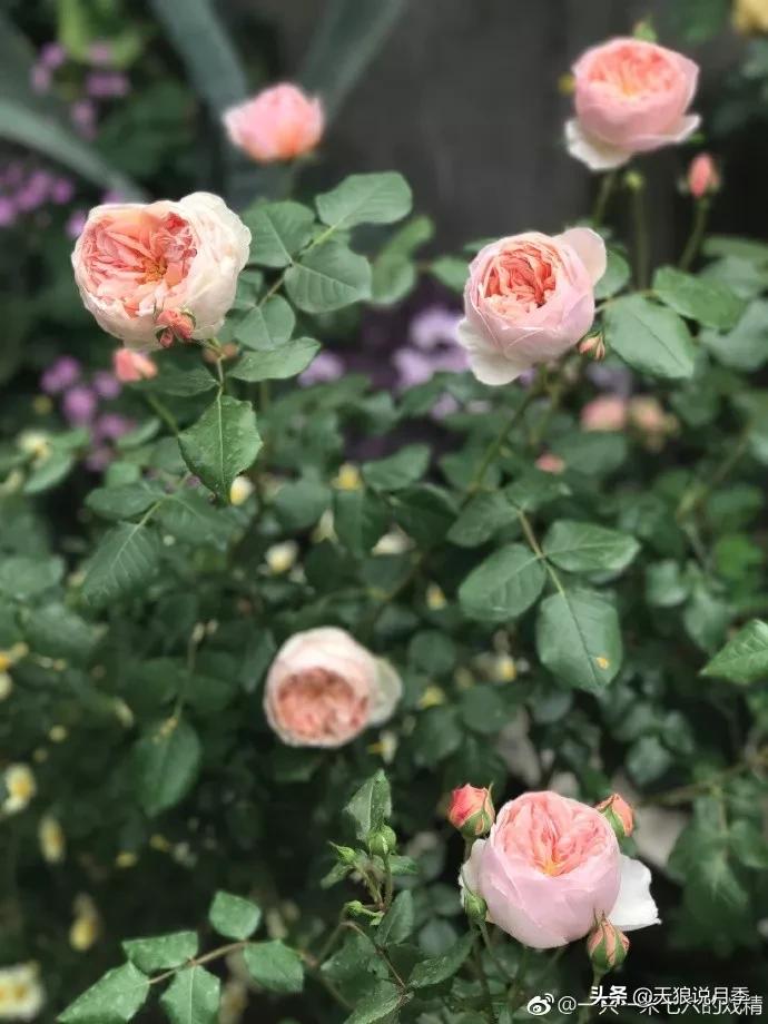 又一个十年,国产自育品种