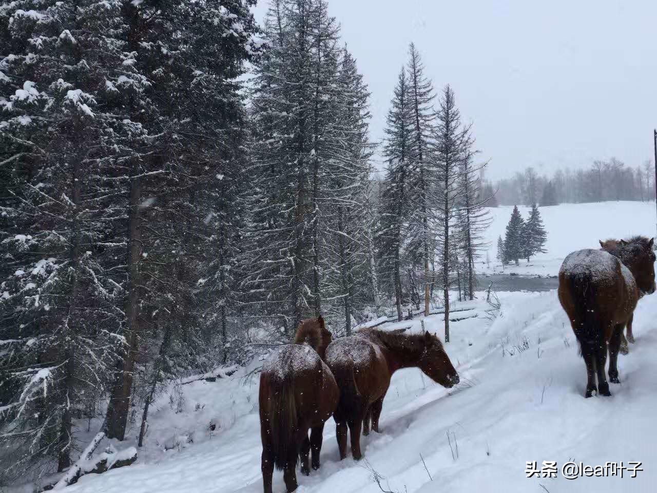 冬季*疆新**喀纳斯打卡必做list