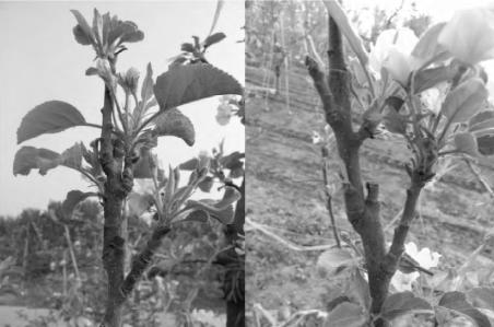 柱状梨修剪技术视频,柱状苹果修剪方法