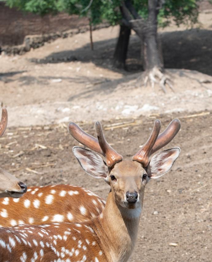 行业人一分钟教你挑选鹿茸,鹿茸的功效与作用鹿茸怎样挑选