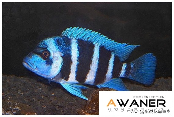 慈鲷品种及图片,慈鲷科都有哪些厉害的品种