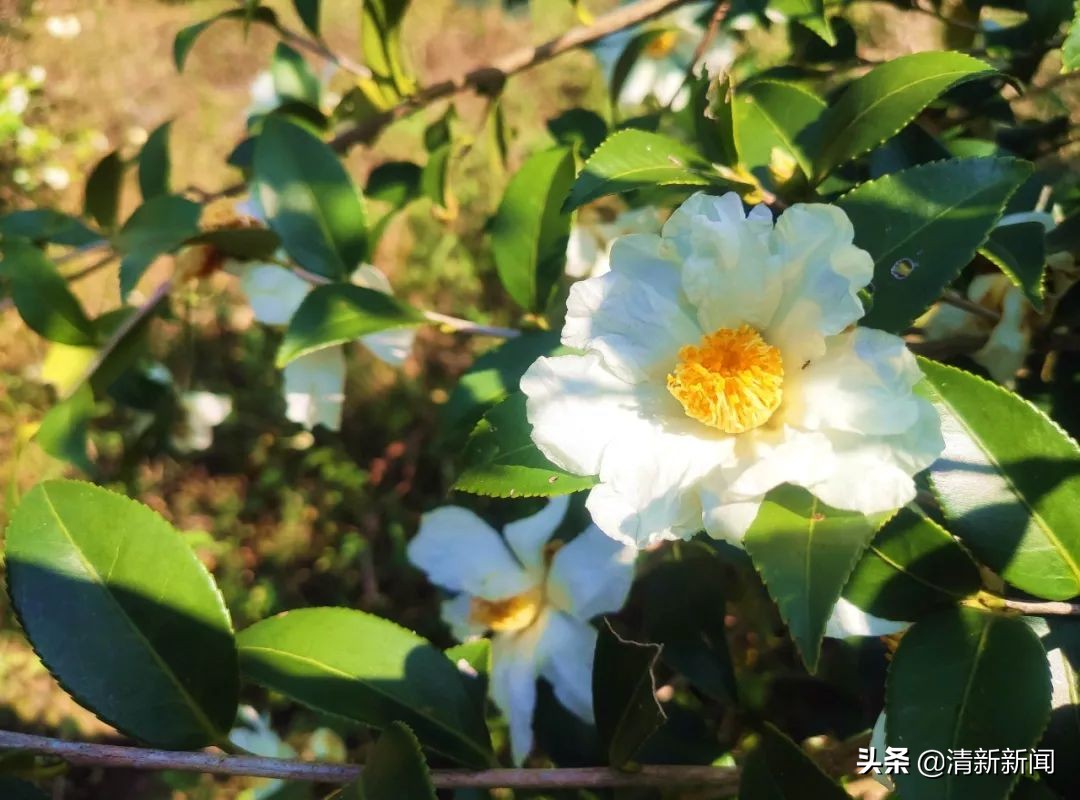 桃源近4000亩油茶果收成采摘啦，茶籽油一斤卖80元