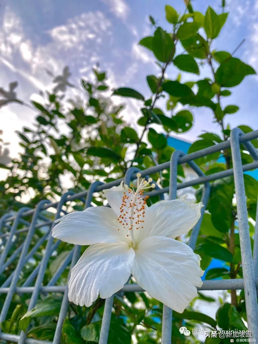 大红花和扶桑木槿有什么区别,木槿花和扶桑花哪个品种好