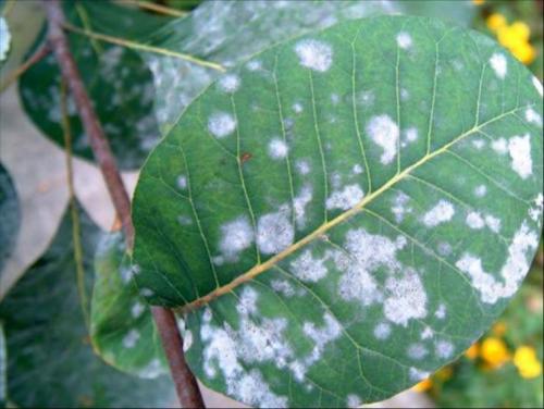 植物白霉病怎样防治,植物白绢病怎么治