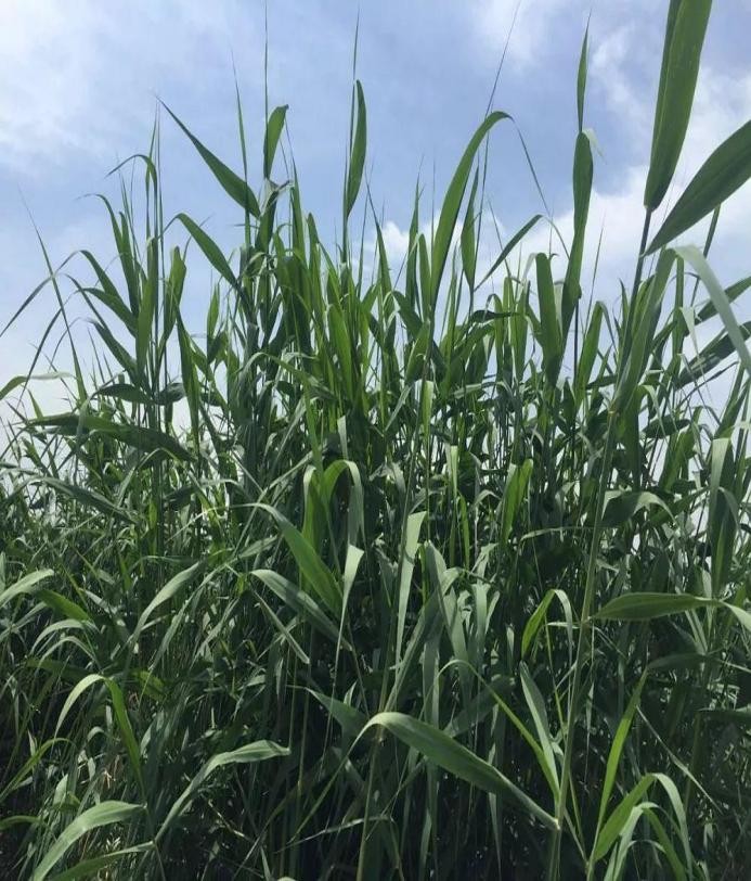 适合山东地区种植的珍稀树种,十种常见观赏草有哪些