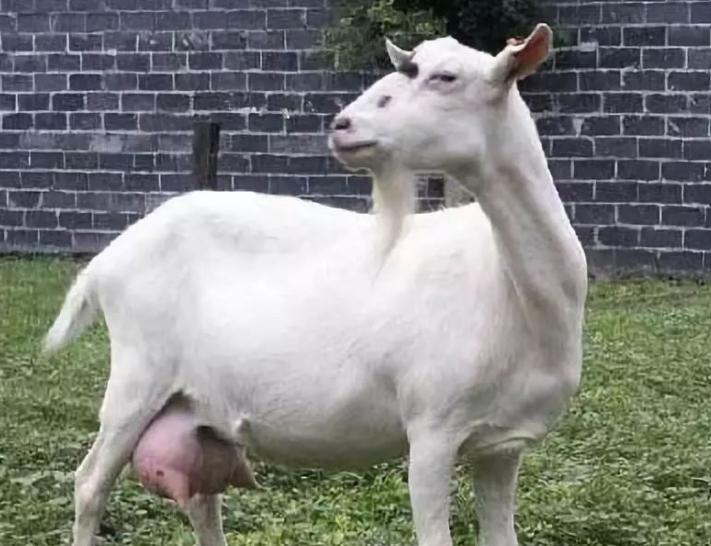 羊乳房炎用什么药好,羊乳房炎吃什么中成药好