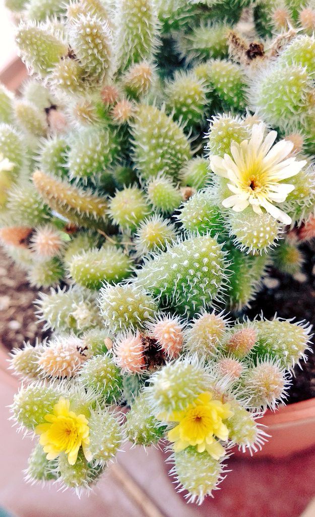 叶子上有尖刺的植物,叶子上带有小刺的草