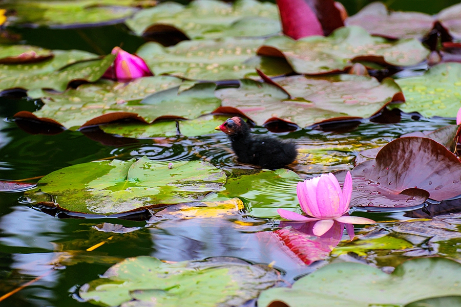 黑水鸡雏鸟图片,黑水鸡的可爱