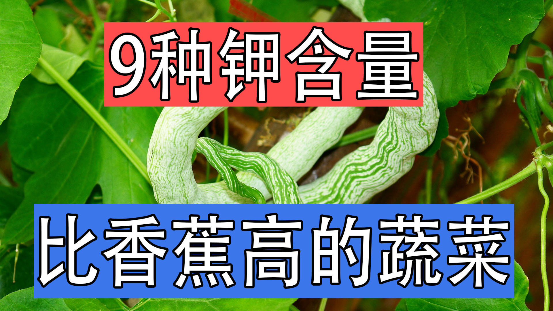 9种蔬菜不打药,不打农药的蔬菜含钾吗